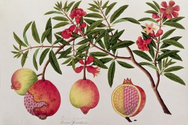 Bua KlitchieまたはCaesalpinia bonduccella、マラッカの植物の絵、c.1805-18（紙のトイレ）
